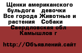 Щенки американского бульдога ( девочки) - Все города Животные и растения » Собаки   . Свердловская обл.,Камышлов г.